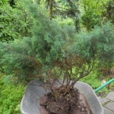 Transplantacija tui u jesen (proljeće) na novo mjesto: uvjeti, prav...